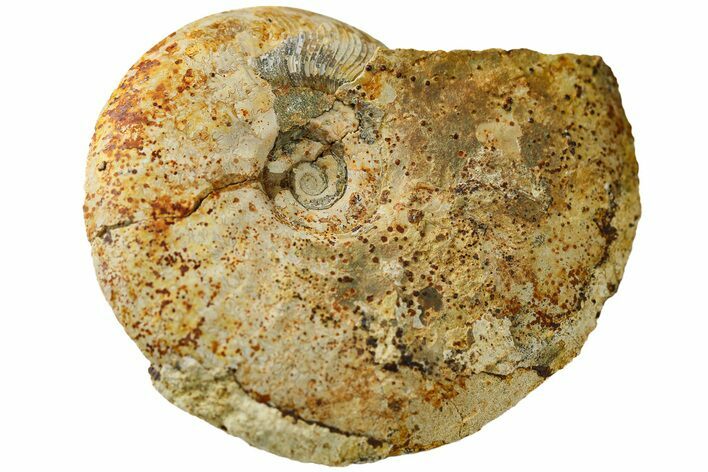 Bargain, Jurassic Fossil Ammonite (Leioceras) - Dorset, England #189625